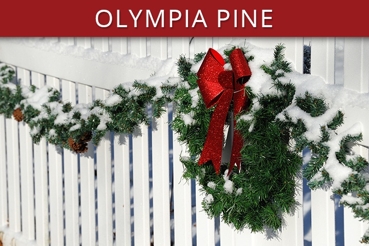 Olympia Pine Commercial Christmas Trees