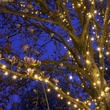 50 Warm White Outdoor LED Christmas Tree Lights, Mini 5MM