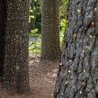 2' x 6' LED Trunk Wrap Lights - 100 Warm White Lamps - Brown Wire
