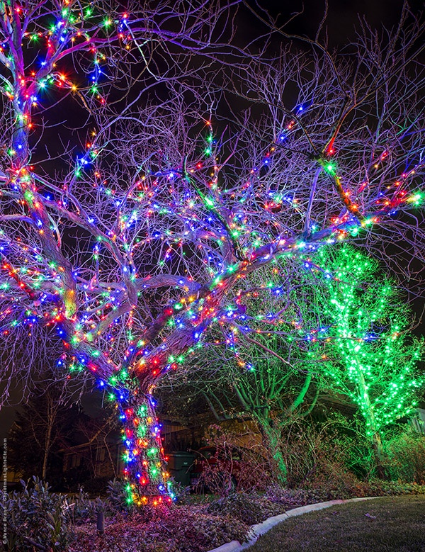Multicolor LED Light Wrapped Tree for Christmas