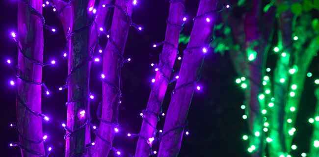 Tree Wrapped with Purple LED Christmas Lights