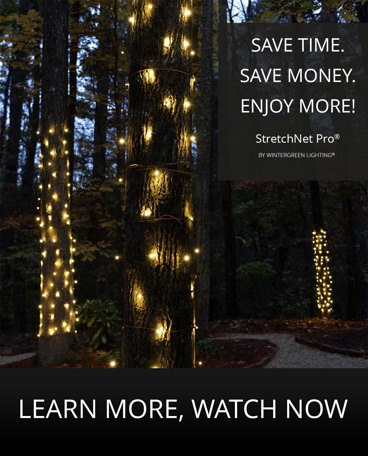 Warm white StretchNet Pro LED Christmas tree wrap lights on multiple outdoor tree trunks at dusk in a backyard garden setting