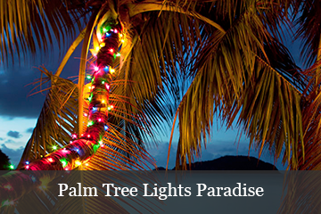 Palm Tree Lights